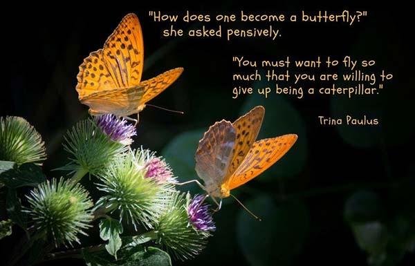 butterfly quote